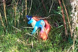 A strange figure by the hedge...